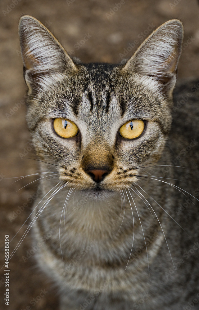 Retrato de gato Retrato de gato