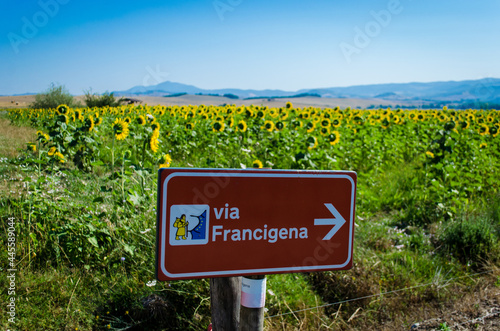 Indicazioni per la Via Francigena in un campo di girasoli nel Lazio
