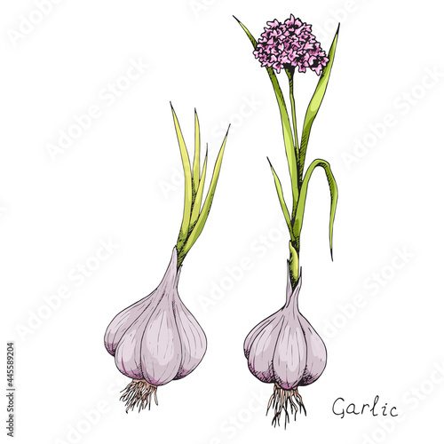 Head of garlic. Traditional medicine. Herb. Whole plant, fresh root, flower. Spicy condiment. Isolated clipart set on white background. Hand-drawn ink sketch.