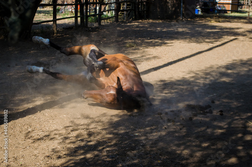 Cavallo che si gratta la schiena rotolandosi per terra photo
