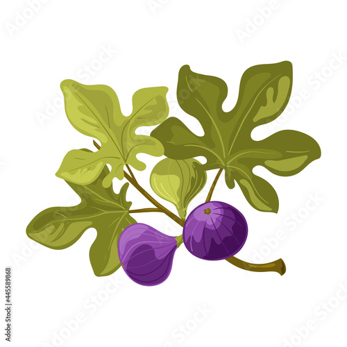 Fig. Juicy, delicious and healthy fig berries. Vector isolated on a white background.