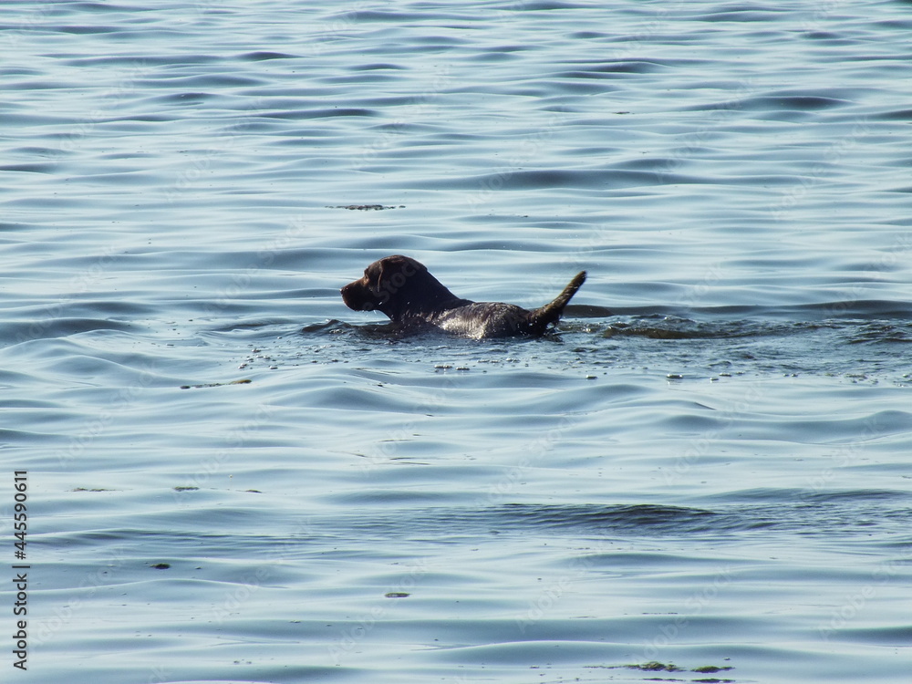 Fototapeta premium a dog swims in the sea