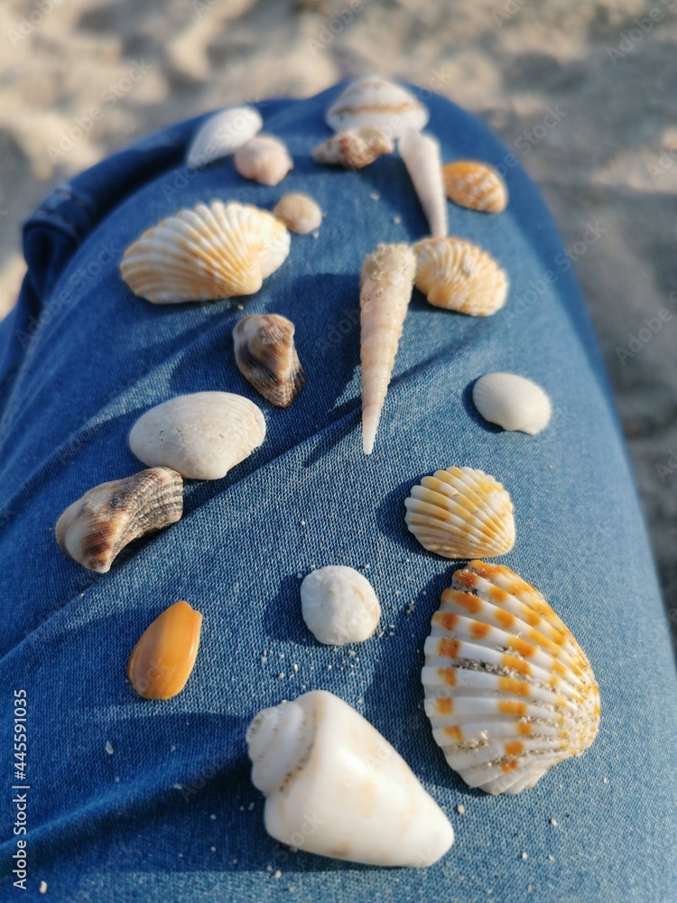 Different types of seashells decorated on woman jeans