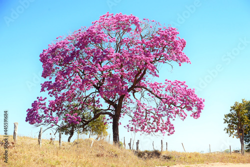 IPE PURPLE TYPICAL LANDSCAPE OF VEGETATION IN THE FORESTS OF THE BRAZILIAN CERRADO photo