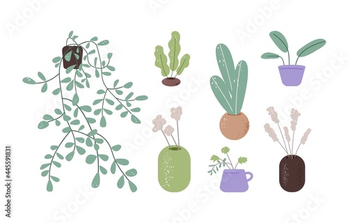 Set of home indoor plants and flowers in pots and vases. Interior houseplants with leaves. Fresh green foliage decor. Flat vector illustration of modern house decoration isolated on white background.