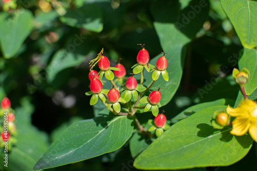 Knospen des Gelb blühenden Blut-Johanniskrauts im Sommer