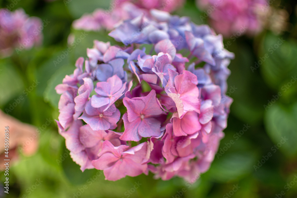 Blau und rosa blühende Hortensie im Sommer Blau und rosa blühende Hortensie im Sommer