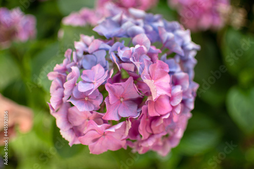 Blau und rosa blühende Hortensie im Sommer © Julia