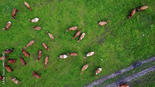 aerial view of cows on green pasture in Switzerland