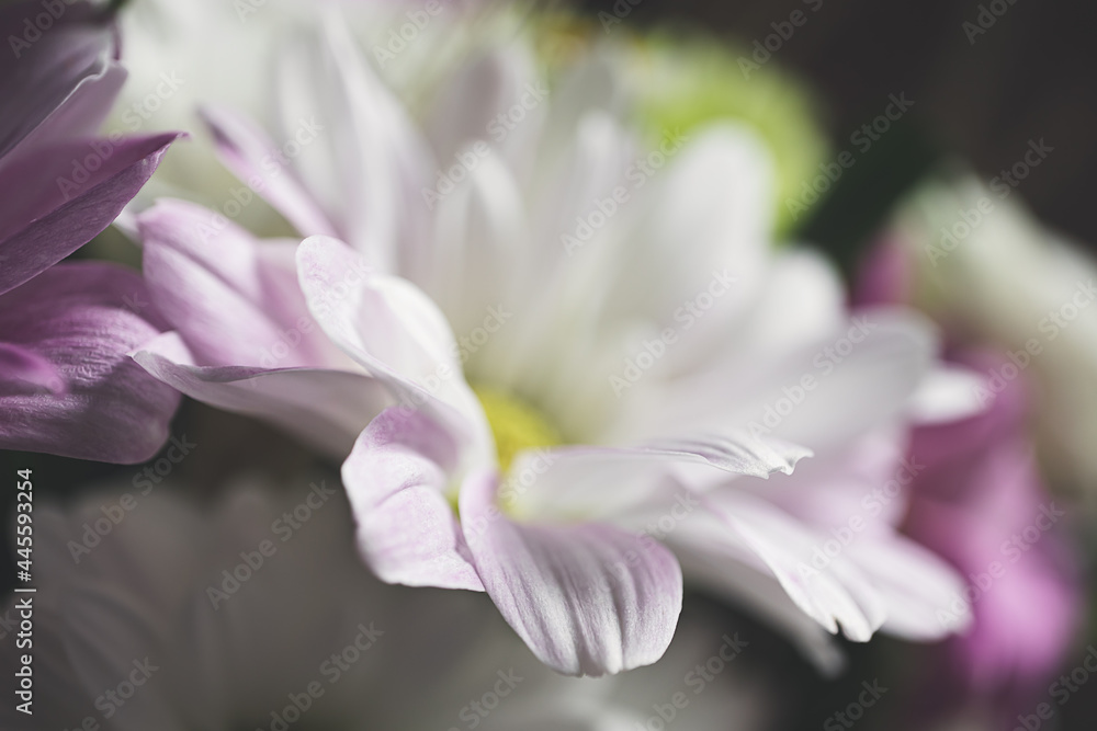 Bouquet of white and purple garden flowers close up as a beautiful natural background, selective focus