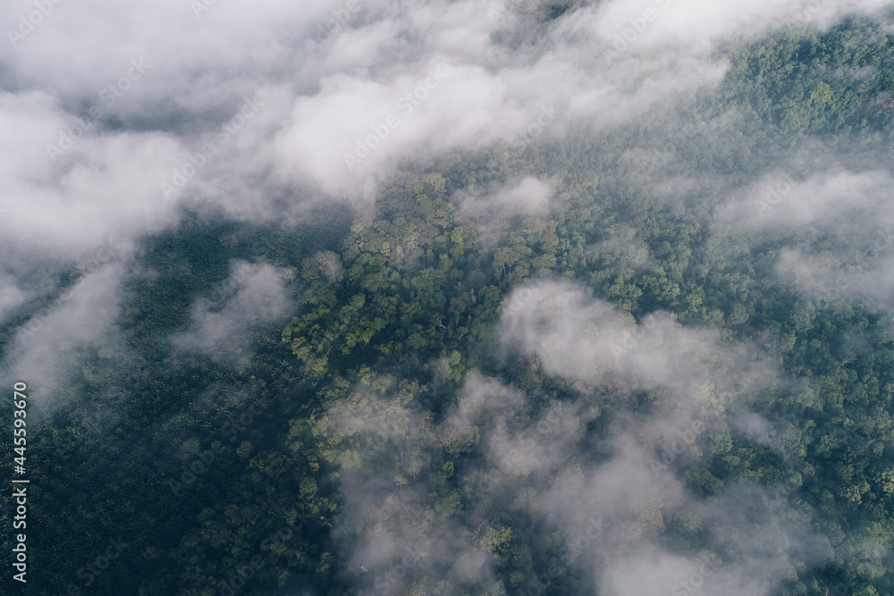 Aerial view green tree forest morning sunrise with fog