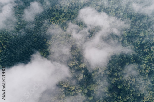 Aerial view green tree forest morning sunrise with fog