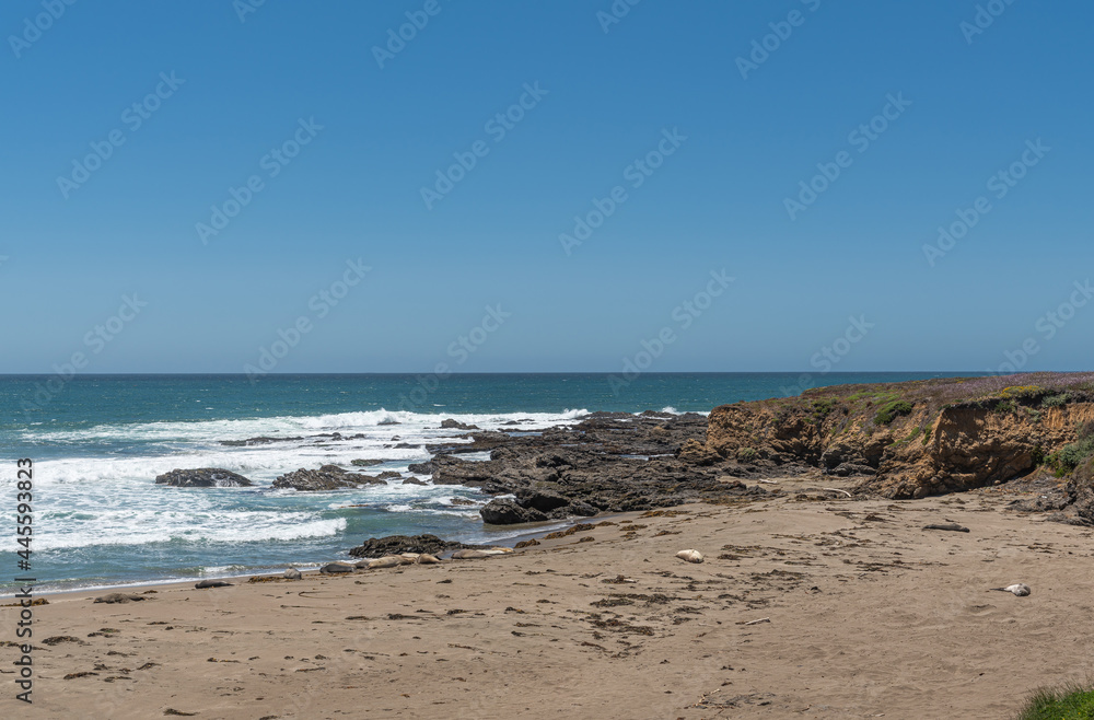 San Simeon, CA, USA - June 8, 2021: Pacific Ocean coastline. A few Elephant seals rest, some white belly-up, on brown sandy beach near Point Piedras Blancas under blue sky. White surf.