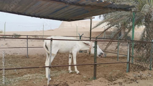 White donkey crying in a farm, braying photo