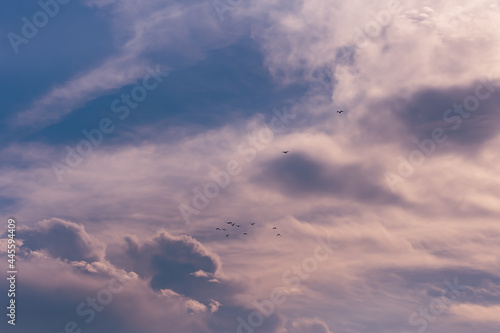 A selective focus shot of flock of birds flying in a cloudy sky during a sunny day © JP PhotoBCN