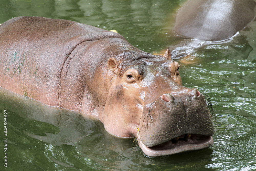 The hippopotamus smile in river at thailand The hippopotamus smile in river at thailand