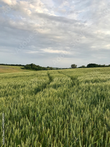 field of wheat