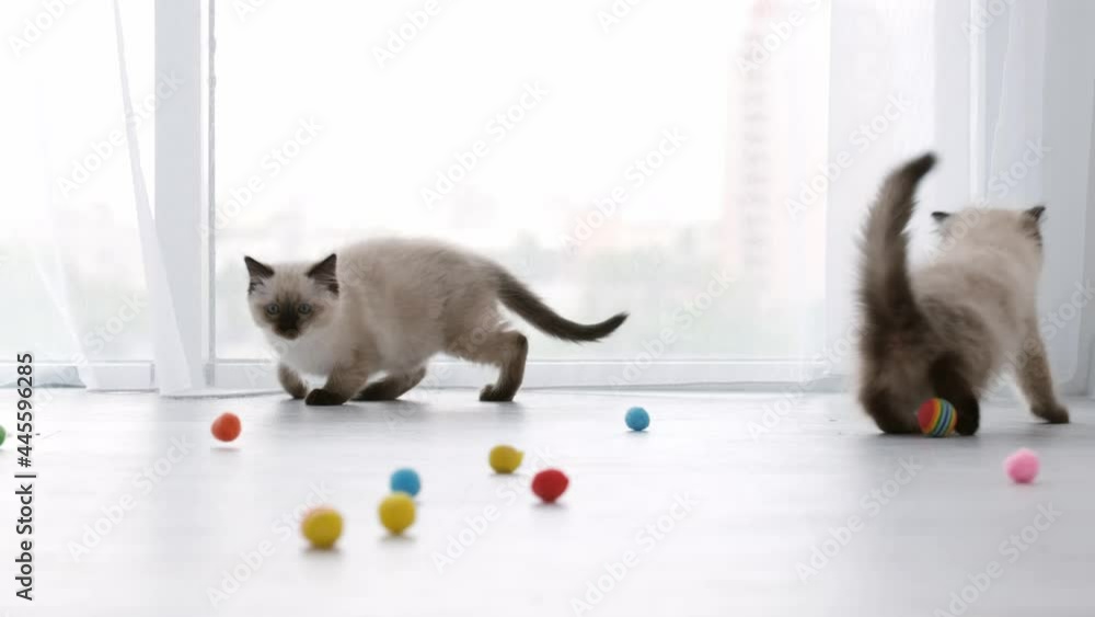 Adorable ragdoll kittens running and playing with colorful balls on the ...