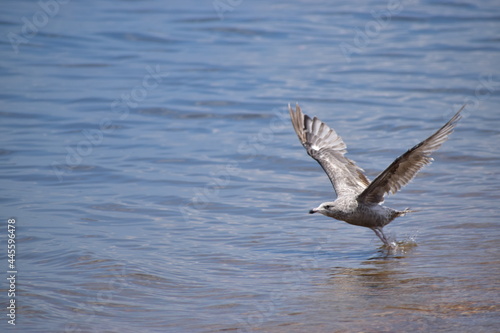 Seagull on the water © Jeff N.