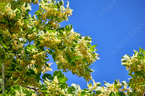 Blühende Sommerlinde ( Tilia platyphyllos ). photo