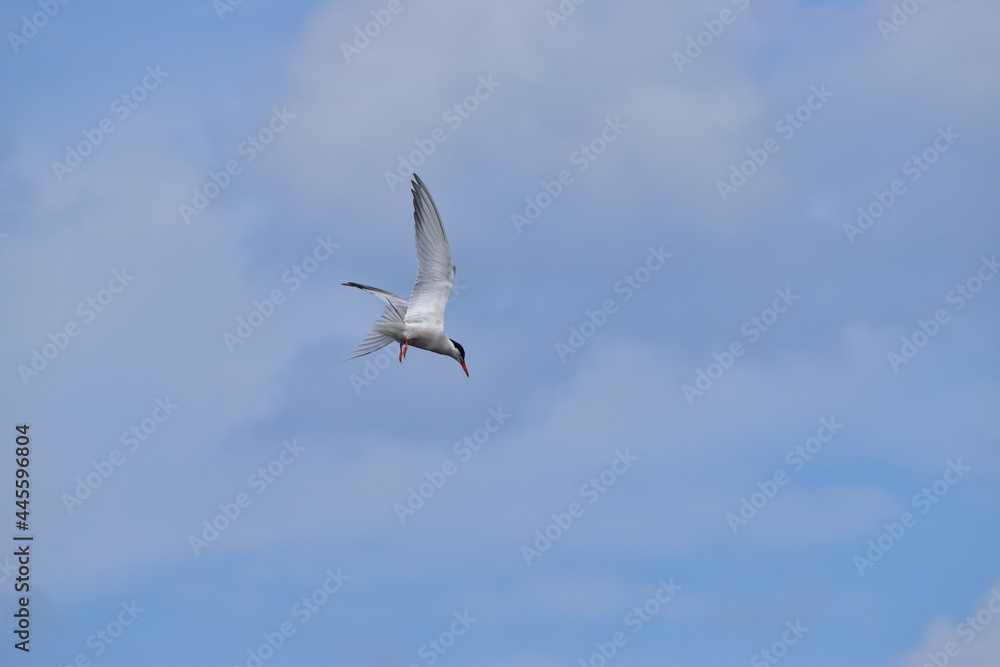 Obraz premium Great Blue Heron at the lake