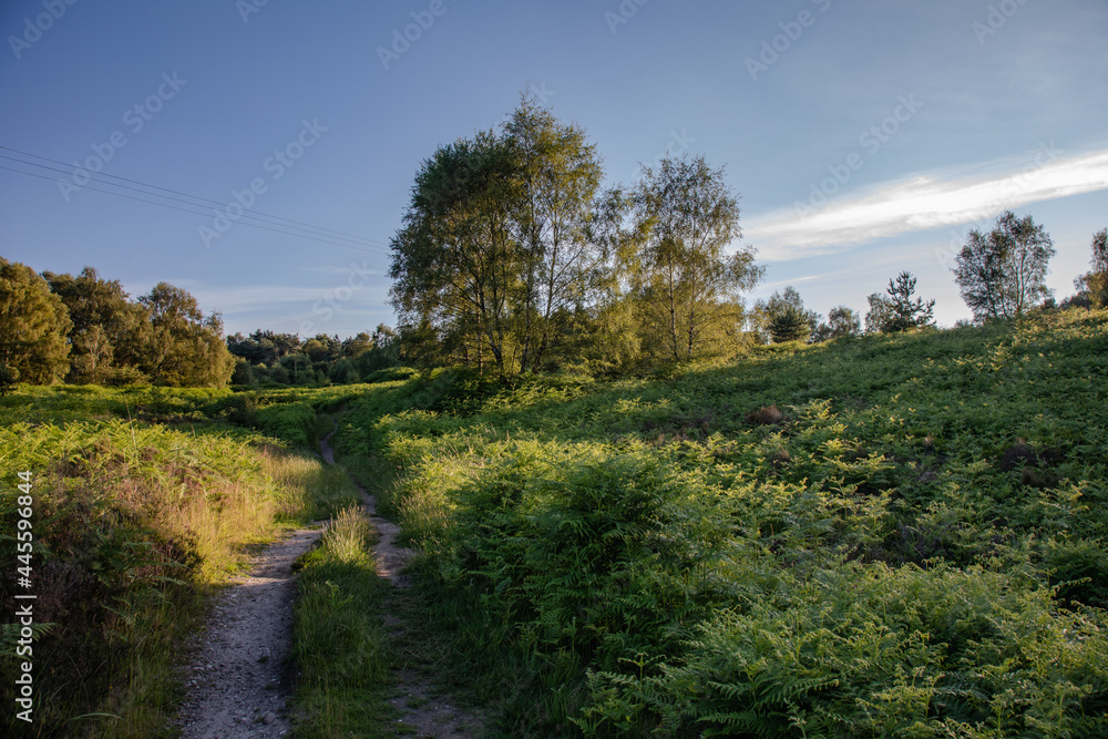 landscape with trees