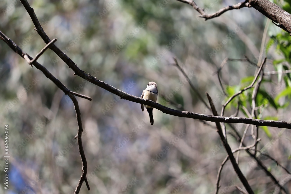 Small black and white birds perched on branch with lush green foliage on a sunny autumn day. Small black and white birds perched on branch with lush green foliage on a sunny autumn day.