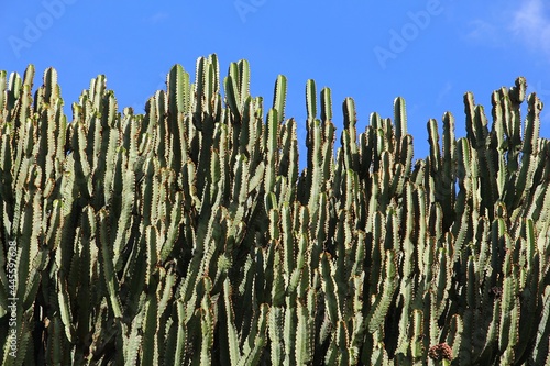 Candelabra tree plant in Canary Islands