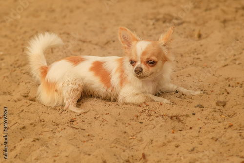 chihuahua puppy on the beach sand. Chihuahua dog lies on the sand.
