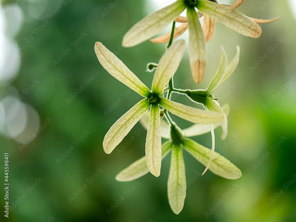 Close up of dry Wreath Sandpaper Vine flower on blur background.