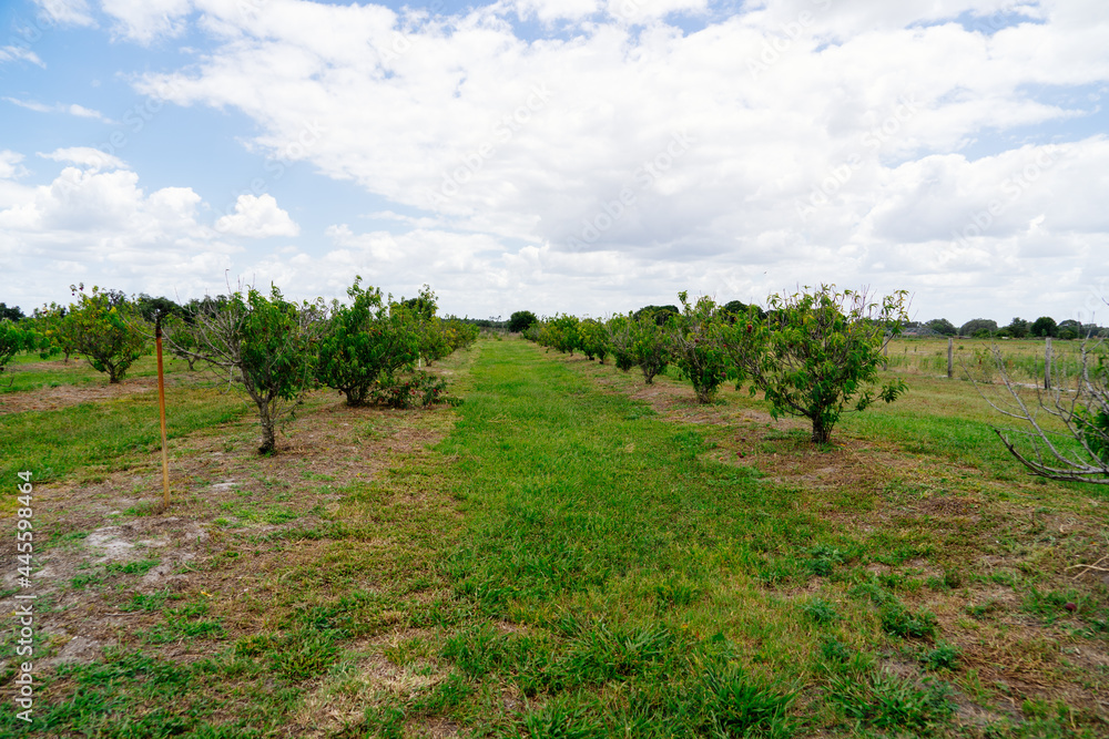 Fototapeta premium Peach Harvest in a modern peach farm in USA 