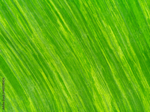 Close up the banana leaves of spotted plant background.