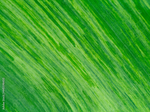 Close up the banana leaves of spotted plant background.