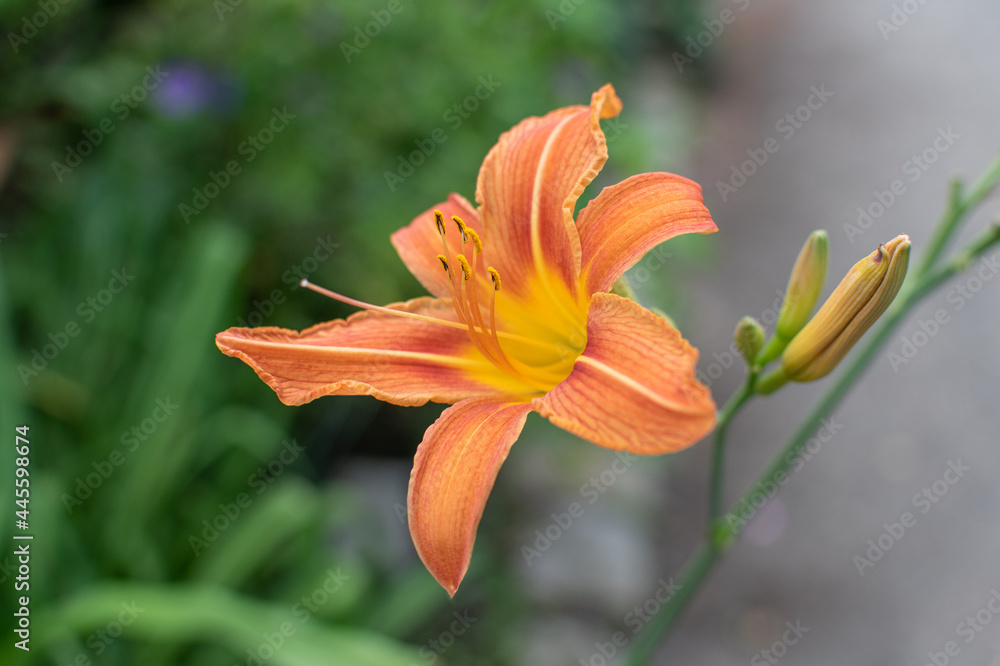Fototapeta premium Orange blühende Taglilie