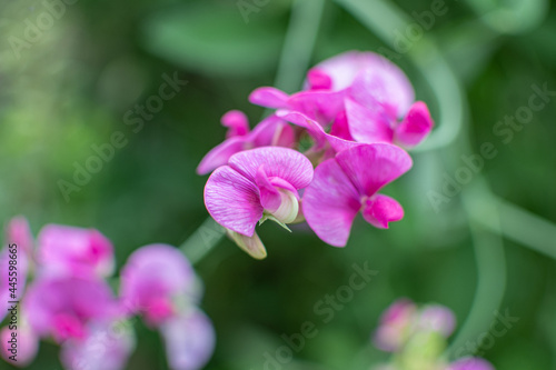 Lila blühende duftende Platterbse