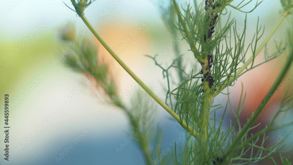 Insects, ants. Ants guard and tickle with their antennae a colony of