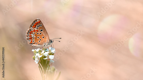 Foto One butterfly (Brown Argus) roosting on a inflorescence, close-up macro side view with a blurred background