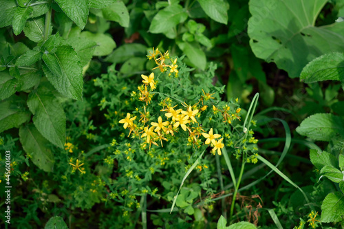 Obraz na płótnie St. John's wort bush surrounded by mint, close-up