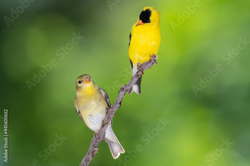 Pair of American Goldfinch Perched in a Tree photo