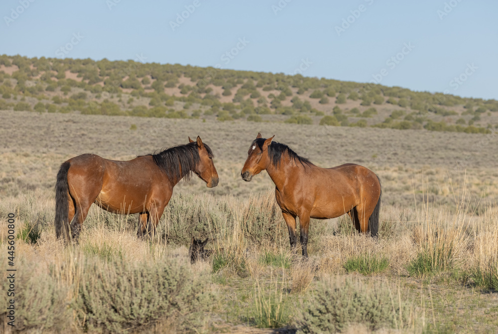 Wild Horses in the Utah Desert