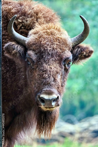 Wisent ( Bos bonasus ).