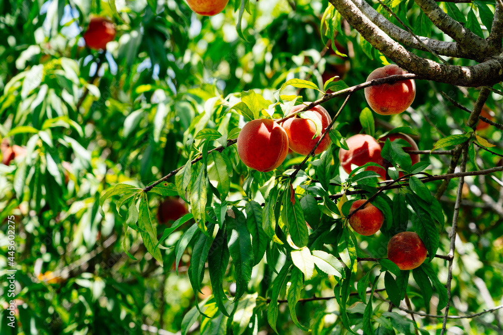 Peach Harvest in a modern peach farm in USA