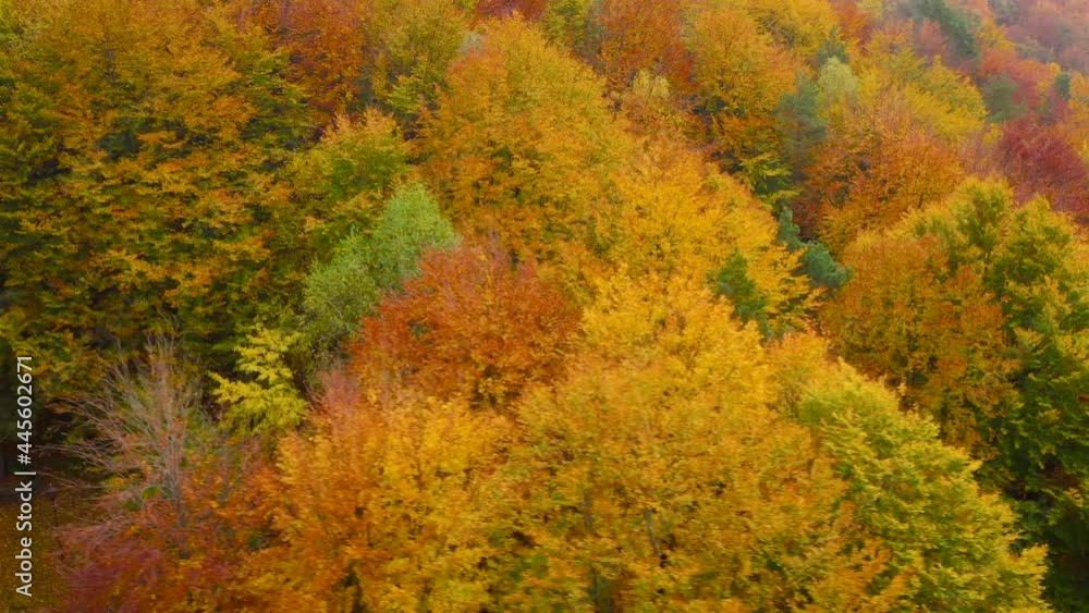View from the height on a bright yellow autumn forest View from the height on a bright yellow autumn forest