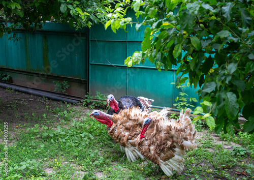 Three turkeys among the greenery in on a farm