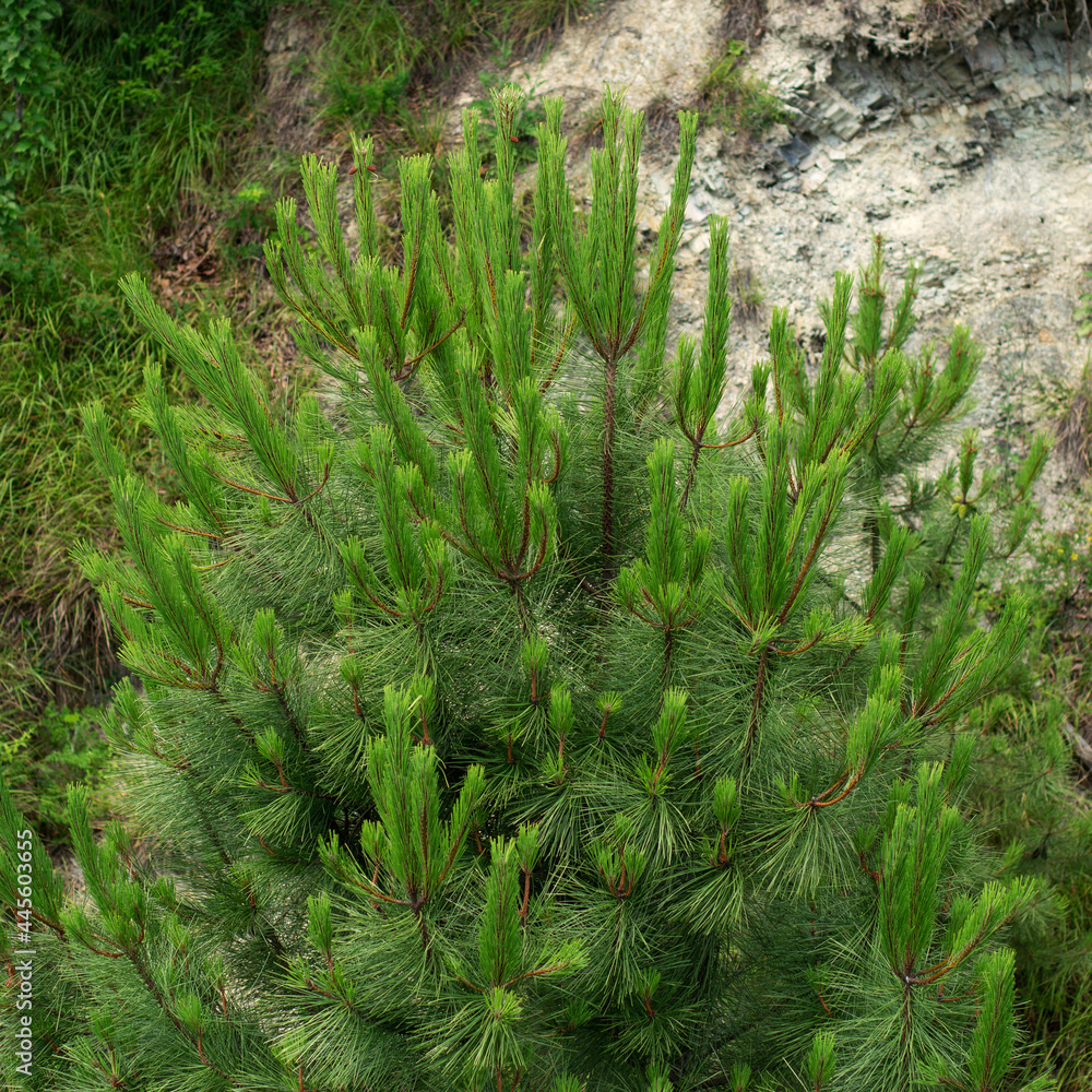 young shoots of pine growing on the mountain