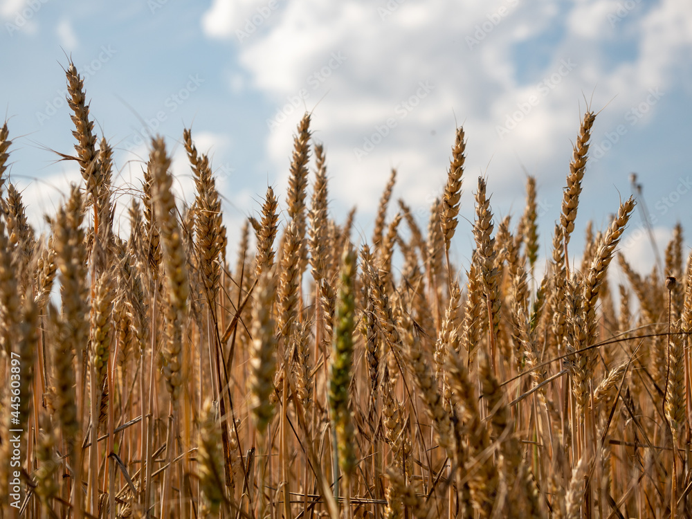 Golden wheat field against the background of the summer sky. Golden wheat field against the background of the summer sky.