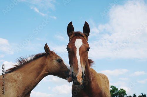 Pair of foals shows young horses being playful during summer on ranch.