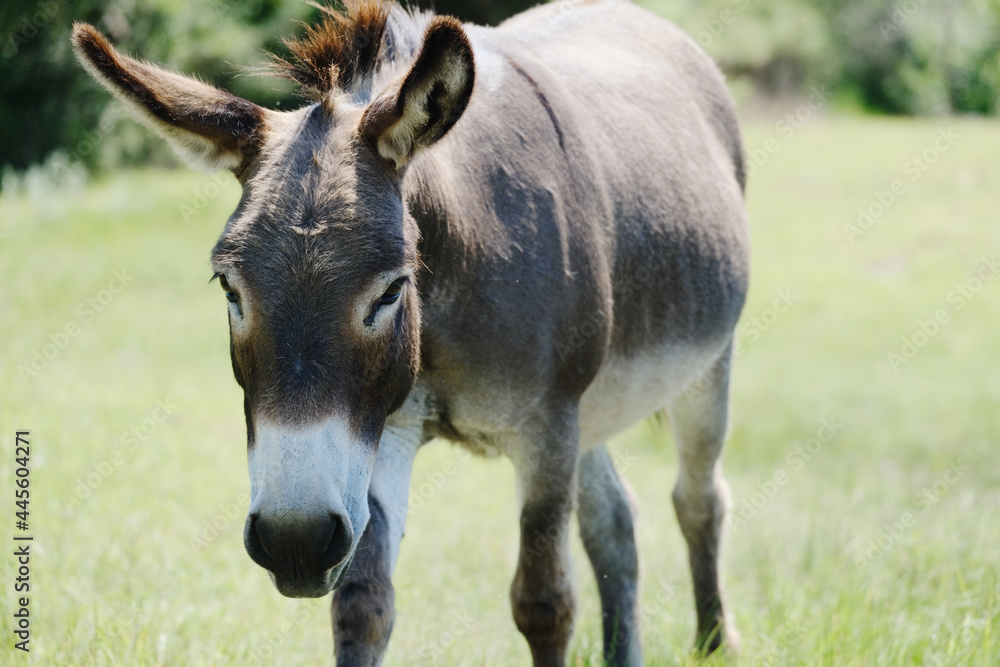 Mini donkey portrait close up with blurred background in shallow depth of field in summer farm field.