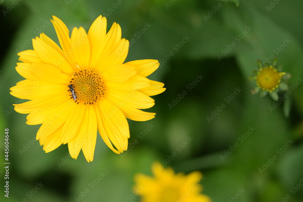 Heliopsis yellow flower on green bokeh background. flower background with space for text. Heliopsis yellow flower on green bokeh background. flower background with space for text.