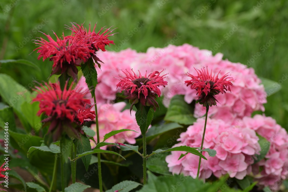 Pink Florentina hydrangeas and monarda flowers in summer garden. 